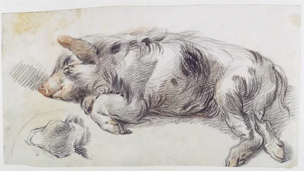 Cochon endormi